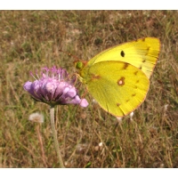Pale Clouded Yellow Colias hyale 5 pupae Pale Clouded Yellow Colias hyale 5 pupae